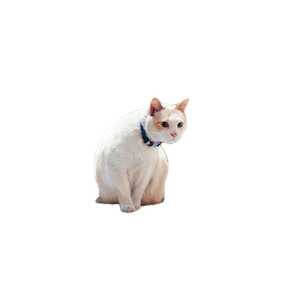 A Charming Cat In A Bookstore Surrounded By Literature, Evoking A Literary Atmosphere. 17885 - Cat PNG image with transparent background